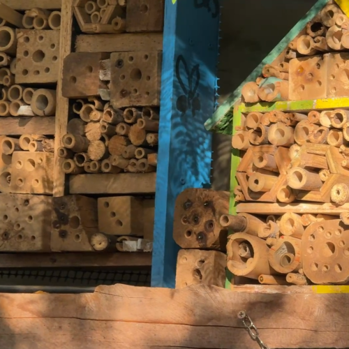 LA CASA DE LAS ABEJAS – ARANJUEZ APRENDE, ACTUA Y PROTEGE.